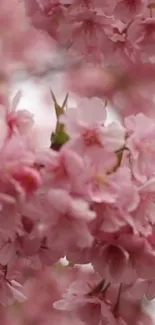 Flower Plant Petal Live Wallpaper