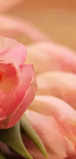 Flower Plant Petal Live Wallpaper