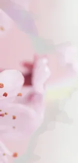 Flower Plant Petal Live Wallpaper