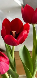 Flower Plant Petal Live Wallpaper