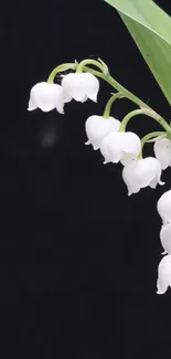 Flower Plant Petal Live Wallpaper