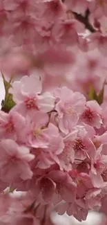 Flower Plant Petal Live Wallpaper