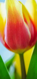 Close-up of a vibrant red and yellow tulip with green leaves.