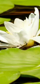 Flower Plant Petal Live Wallpaper