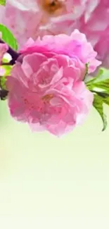 Flower Plant Petal Live Wallpaper