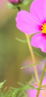 Vibrant pink flower with yellow center and green stems.