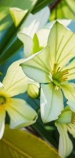 Tropical wallpaper with green leaves and white flowers.