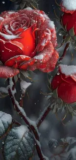 Red roses with snowflakes mobile wallpaper.