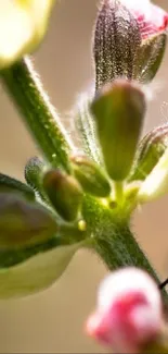 Close-up of vibrant green floral elements with pink highlights.