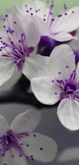 Flower Plant Petal Live Wallpaper