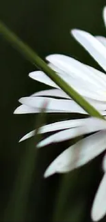 Flower Plant Petal Live Wallpaper