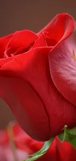 Flower Plant Petal Live Wallpaper