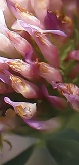 Flower Plant Petal Live Wallpaper