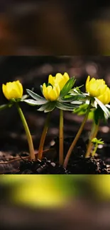 Cluster of small yellow flowers with green leaves on dark soil.