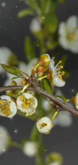 Flower Plant Petal Live Wallpaper