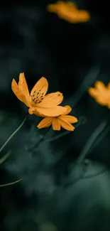 Vibrant yellow flowers on a dark background wallpaper.