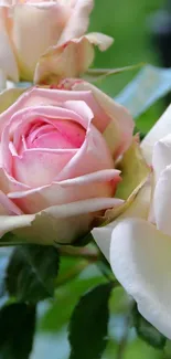 Elegant white roses with pink accents against a green background wallpaper.