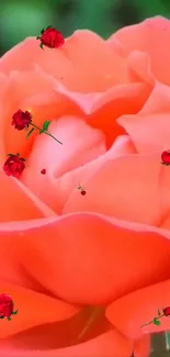 Flower Plant Petal Live Wallpaper