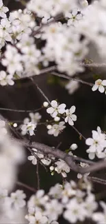 Close-up of white blossoms on branches, creating a serene mobile wallpaper.