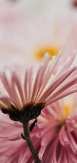 Close-up of soft pink petals on a delicate flower, creating a serene and elegant wallpaper.