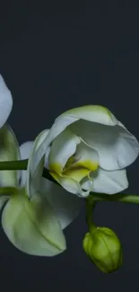 Flower Plant Petal Live Wallpaper