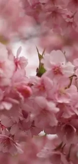 Flower Plant Petal Live Wallpaper