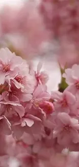 Flower Plant Petal Live Wallpaper