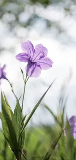 Purple flower in nature with green leaves and sky background.