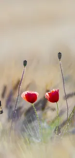 Flower Plant Petal Live Wallpaper