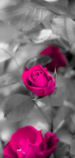 Vibrant pink rose on grayscale background wallpaper.