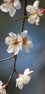 Delicate white blossoms on a branch with a blue background, exuding elegance and tranquility.