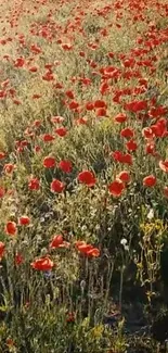 Field of vibrant red poppies under the warm sunlight, perfect as a mobile wallpaper.