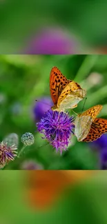 Two butterflies on a purple flower with green background.