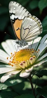 Butterfly perched on a white daisy flower.