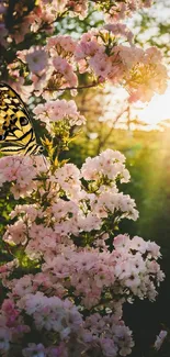 A butterfly rests on pink blossoms in the warm glow of sunset.