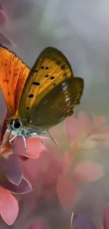 Vibrantly colored butterfly resting on pink leaves with soft background.