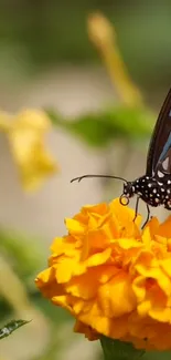 Flower Plant Pollinator Live Wallpaper