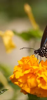 Flower Plant Pollinator Live Wallpaper