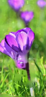 Flower Plant Purple Live Wallpaper