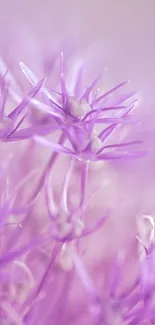 Flower Plant Purple Live Wallpaper