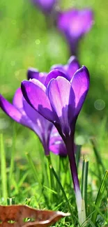 Flower Plant Purple Live Wallpaper