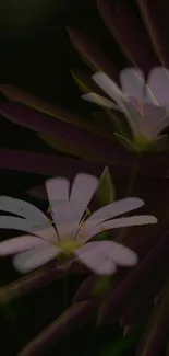 Flower Plant Purple Live Wallpaper