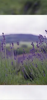 Flower Plant Purple Live Wallpaper