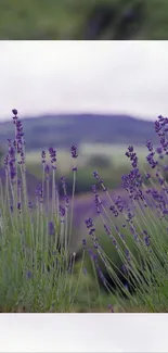 Flower Plant Purple Live Wallpaper