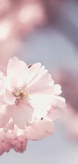 Flower Plant Sky Live Wallpaper