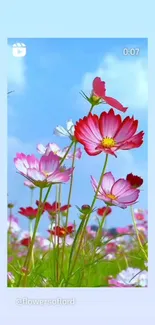 Pink and white flowers under blue sky wallpaper.