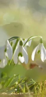 Flower Plant Snowdrop Live Wallpaper