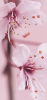 Flower Plant Tree Live Wallpaper