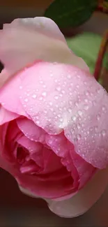 Flower Plant Water Live Wallpaper