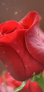 Flower Plant Water Live Wallpaper